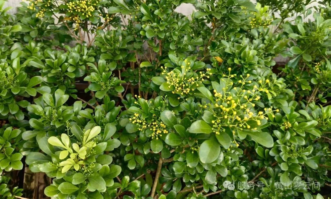 1762656311159998.jpg 223a639c1cbb19e6b978bd868dd3fe46.jpg