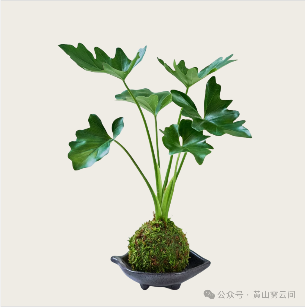 1762658502819694.png c4213b0e53dfe924630259d876aa2077.png